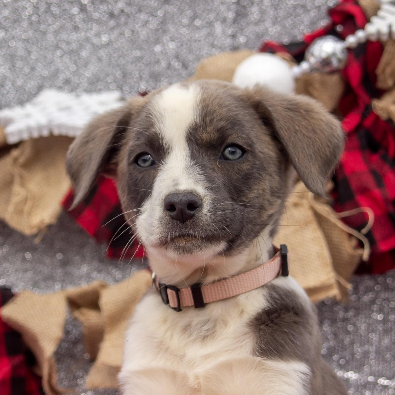Enlarge Jasmine, a ADOPTABLE mixed breed in Madisonville, TX image 2/6