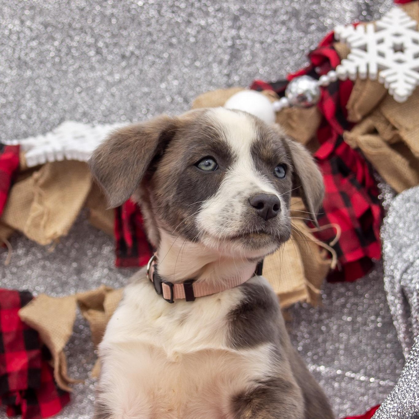 Enlarge Jasmine, a ADOPTABLE mixed breed in Madisonville, TX image 4/6