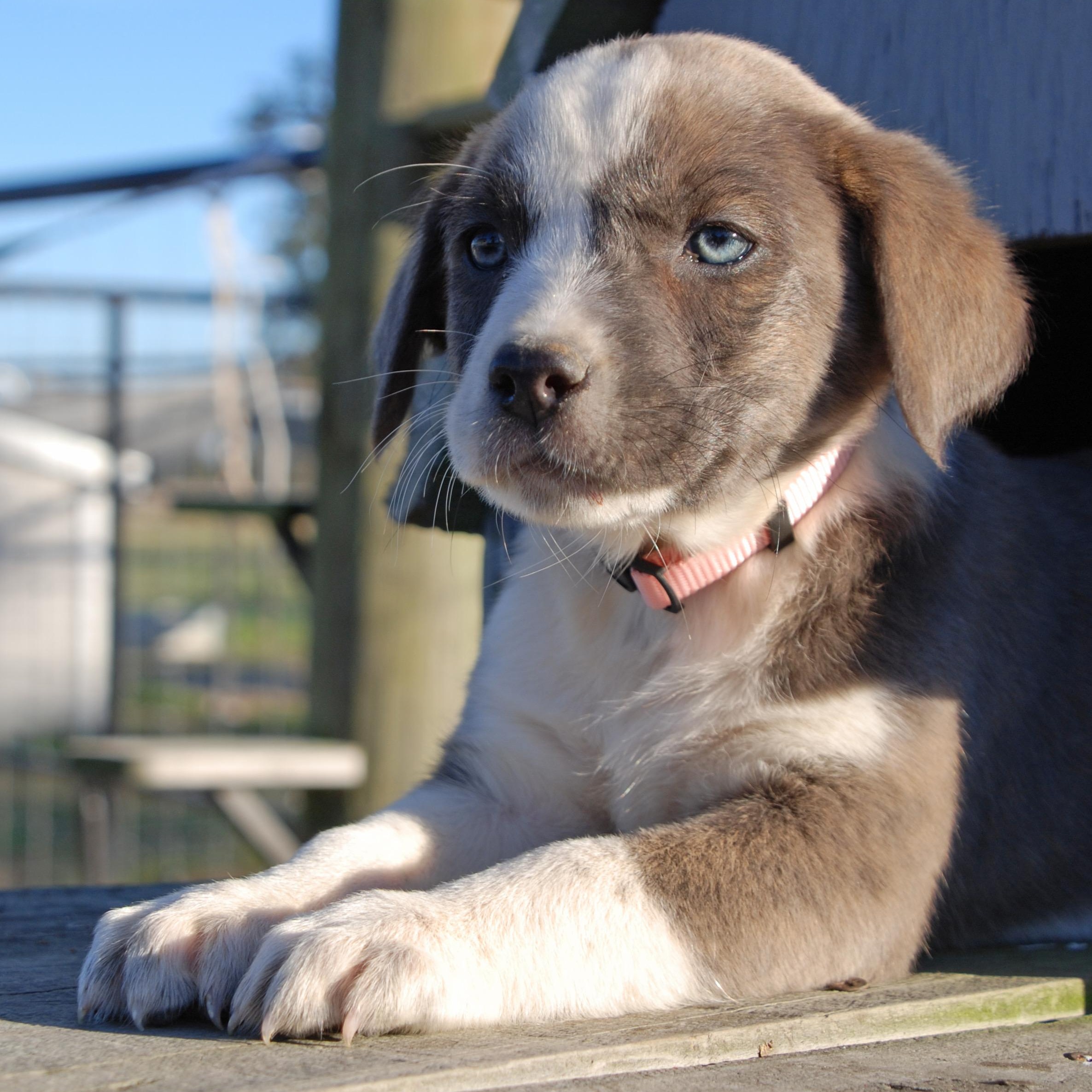Enlarge Jasmine, a ADOPTABLE mixed breed in Madisonville, TX image 3/6
