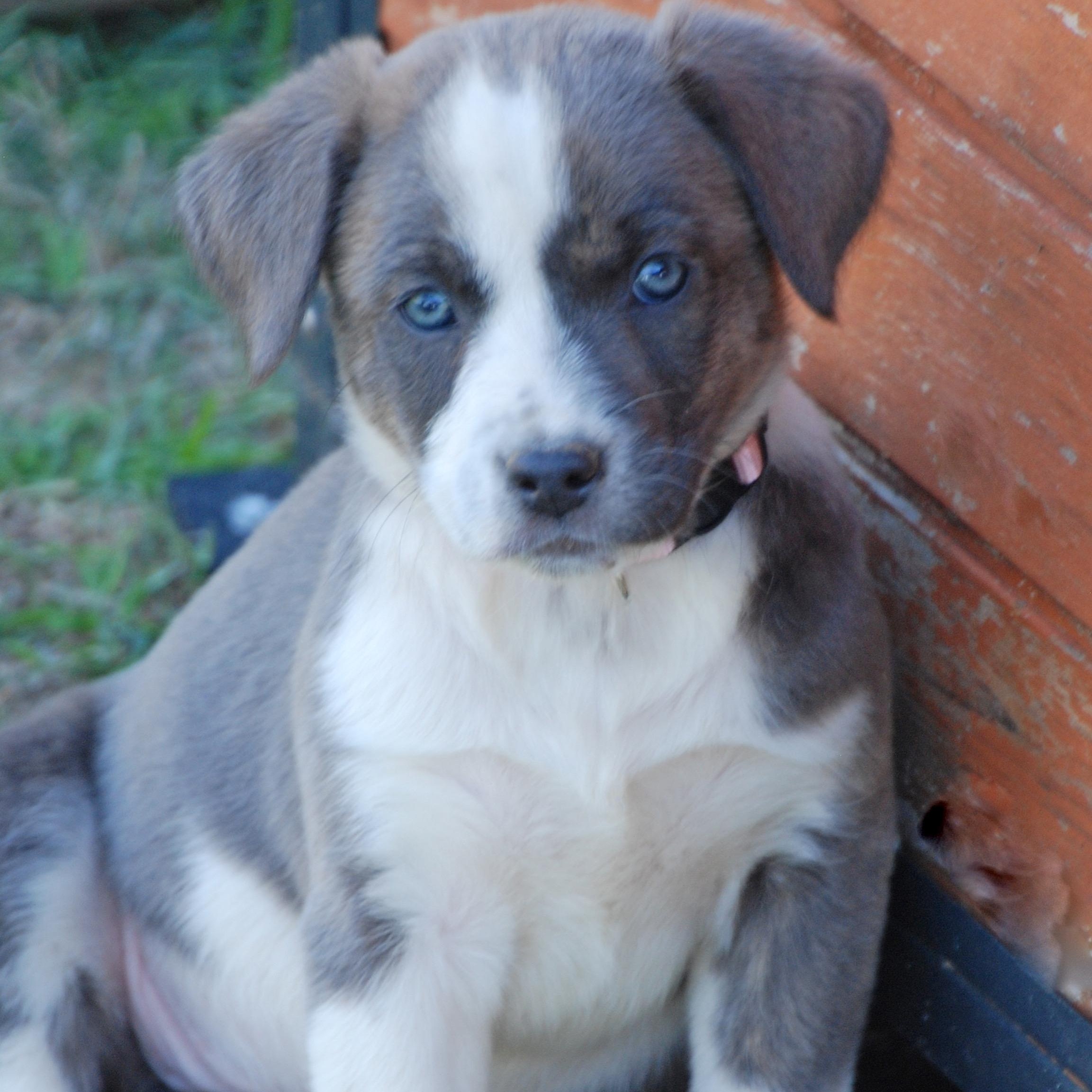 Enlarge Jasmine, a ADOPTABLE mixed breed in Madisonville, TX image 1/6