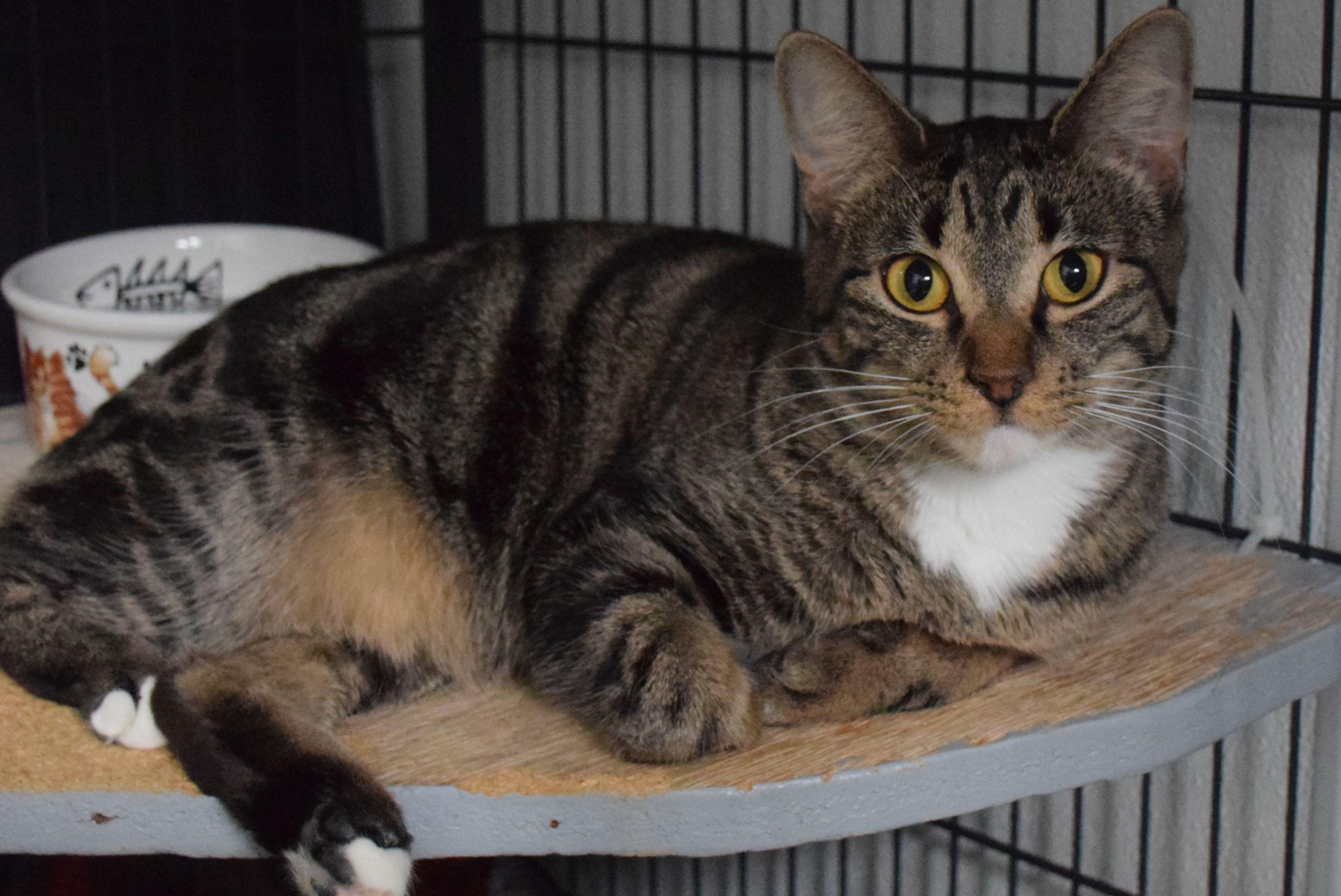 Enlarge Rose, a ADOPTABLE Tabby in Claresholm, AB image 1/1
