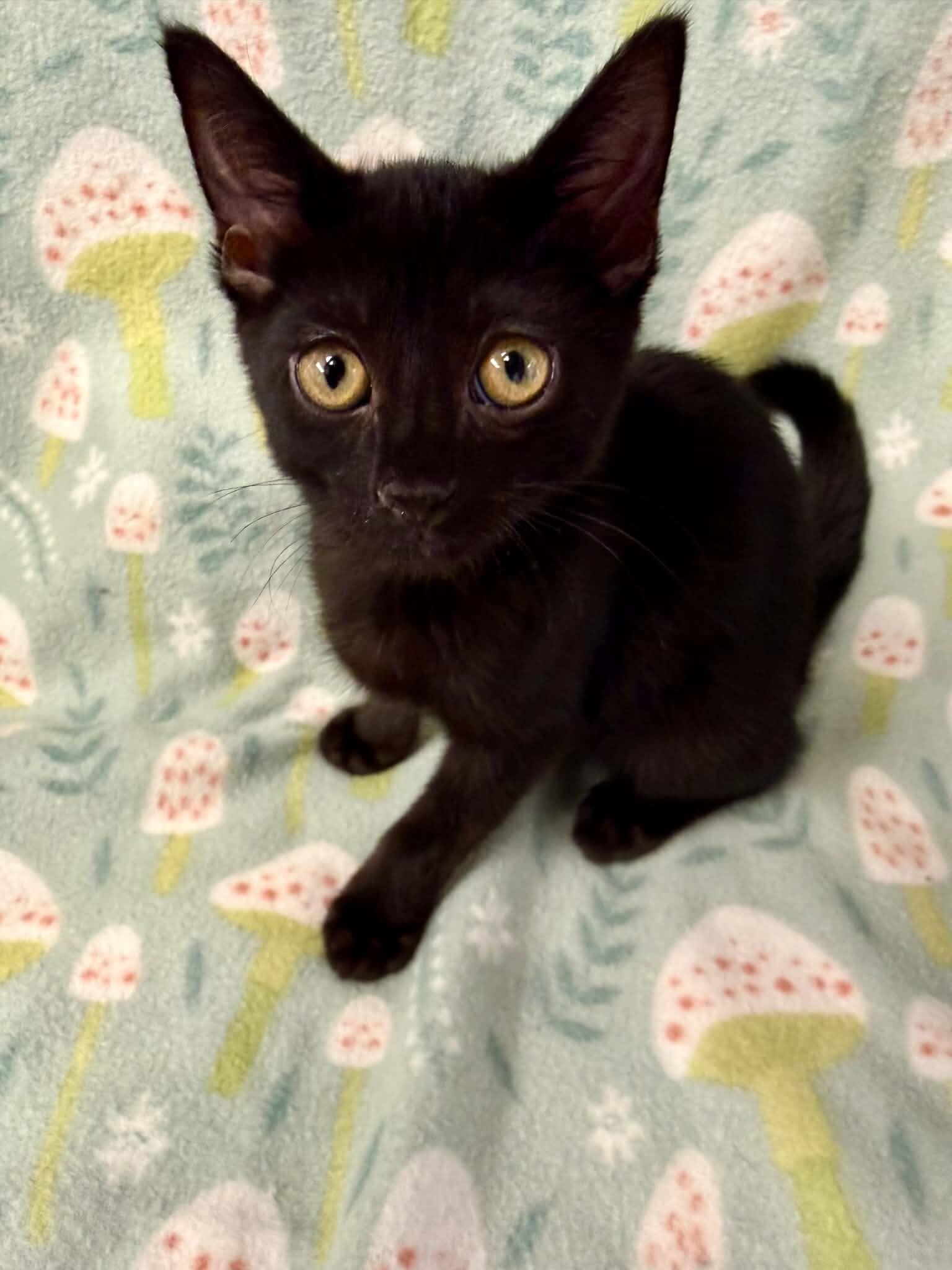 Dante, Adoptable, Kitten Male Domestic Short Hair.