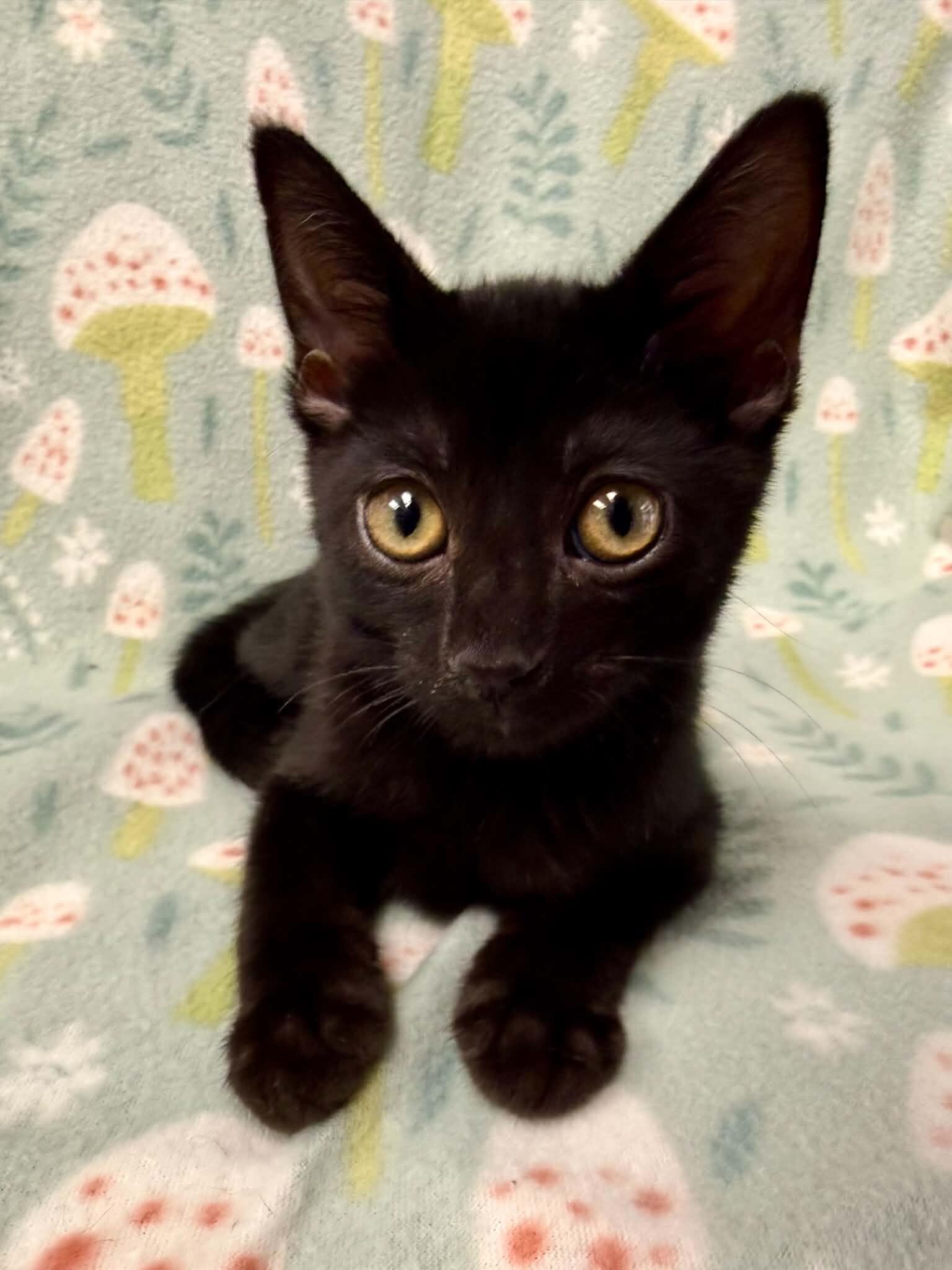 Enlarge Dante, a Adoptable Domestic Short Hair in Belton, MO image 3/6