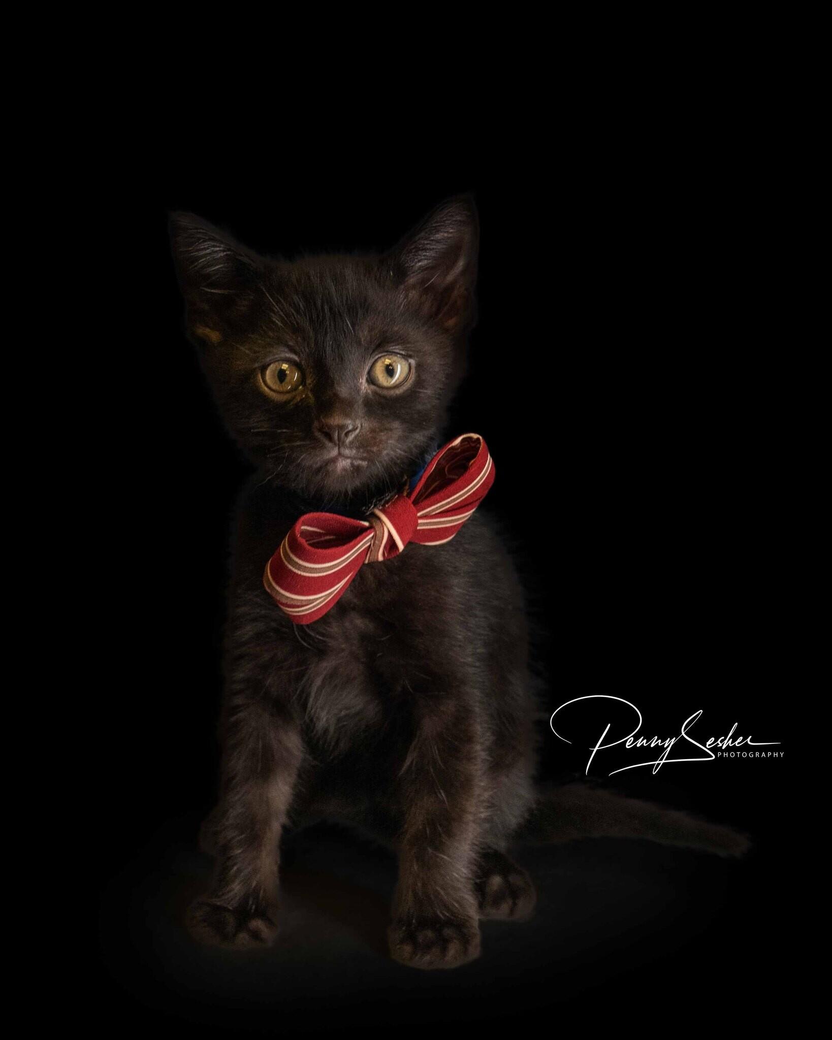 Enlarge Dante, a Adoptable Domestic Short Hair in Belton, MO image 4/6