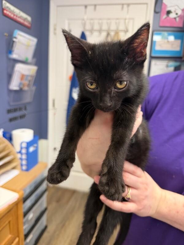 Enlarge Dante, a Adoptable Domestic Short Hair in Belton, MO image 5/6