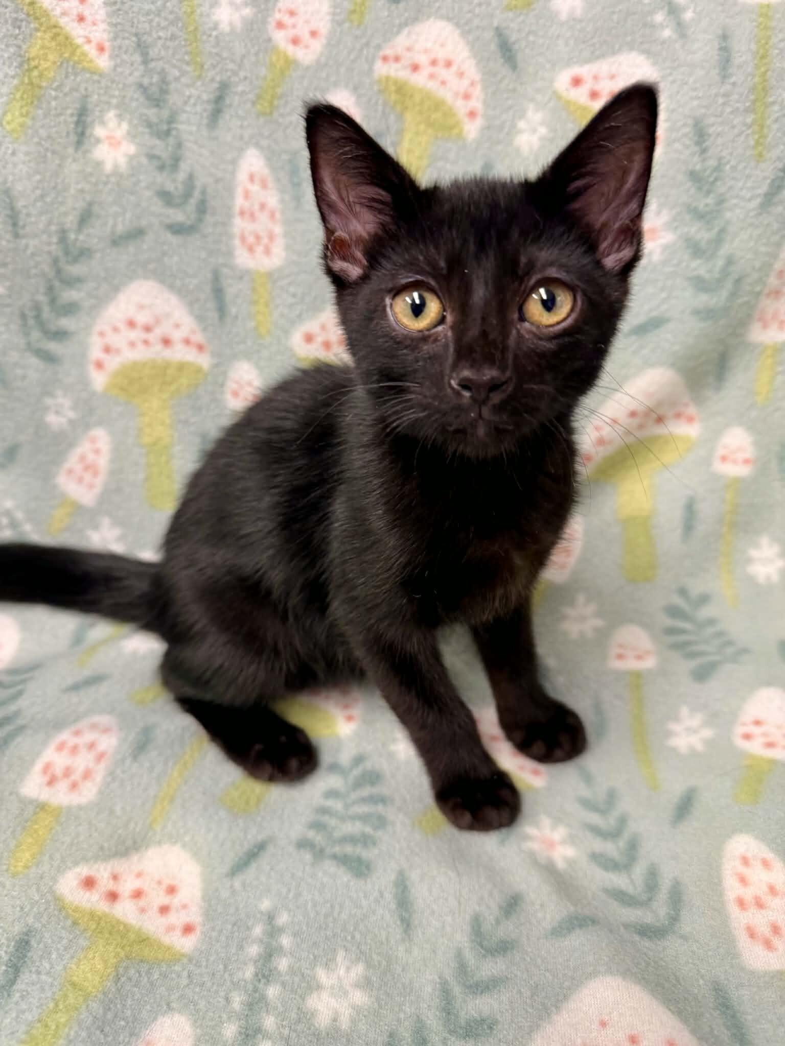 Enlarge Dante, a Adoptable Domestic Short Hair in Belton, MO image 6/6