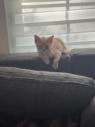 Legalus, Adoptable, Young Male Domestic Short Hair & Domestic Short Hair.