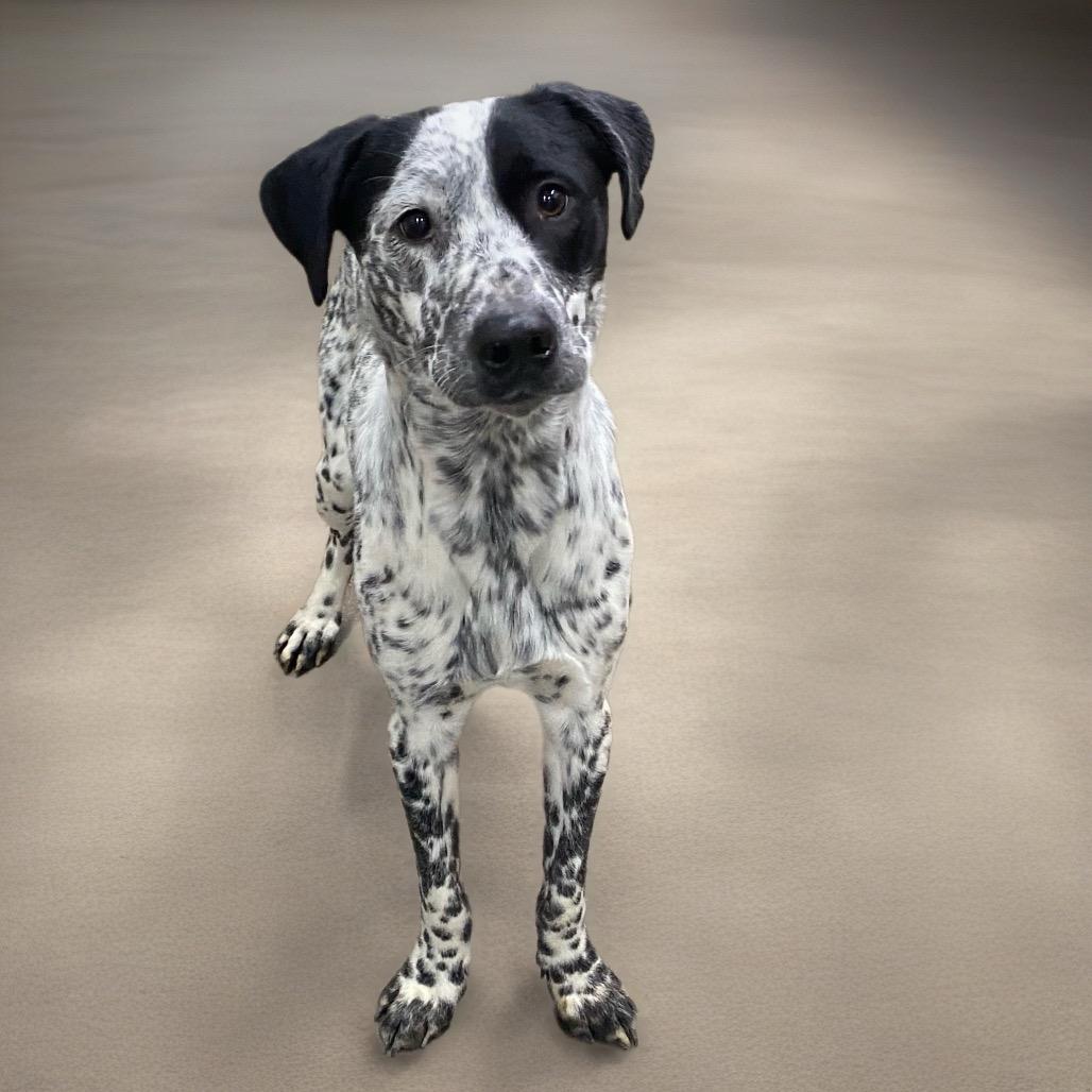 Enlarge Buck, a Adoptable Mixed Breed in Corbin, KY image 1/6