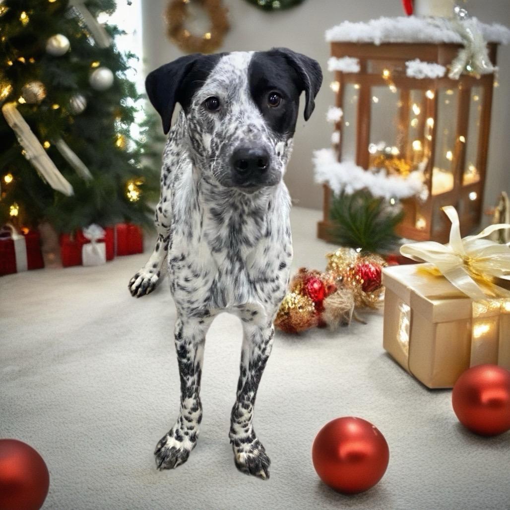 Enlarge Buck, a Adoptable Mixed Breed in Corbin, KY image 3/6