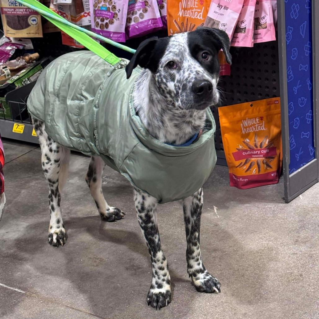 Enlarge Buck, a Adoptable Mixed Breed in Corbin, KY image 4/6