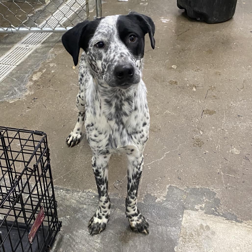 Enlarge Buck, a Adoptable Mixed Breed in Corbin, KY image 5/6