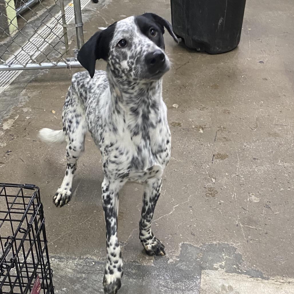 Enlarge Buck, a Adoptable Mixed Breed in Corbin, KY image 6/6