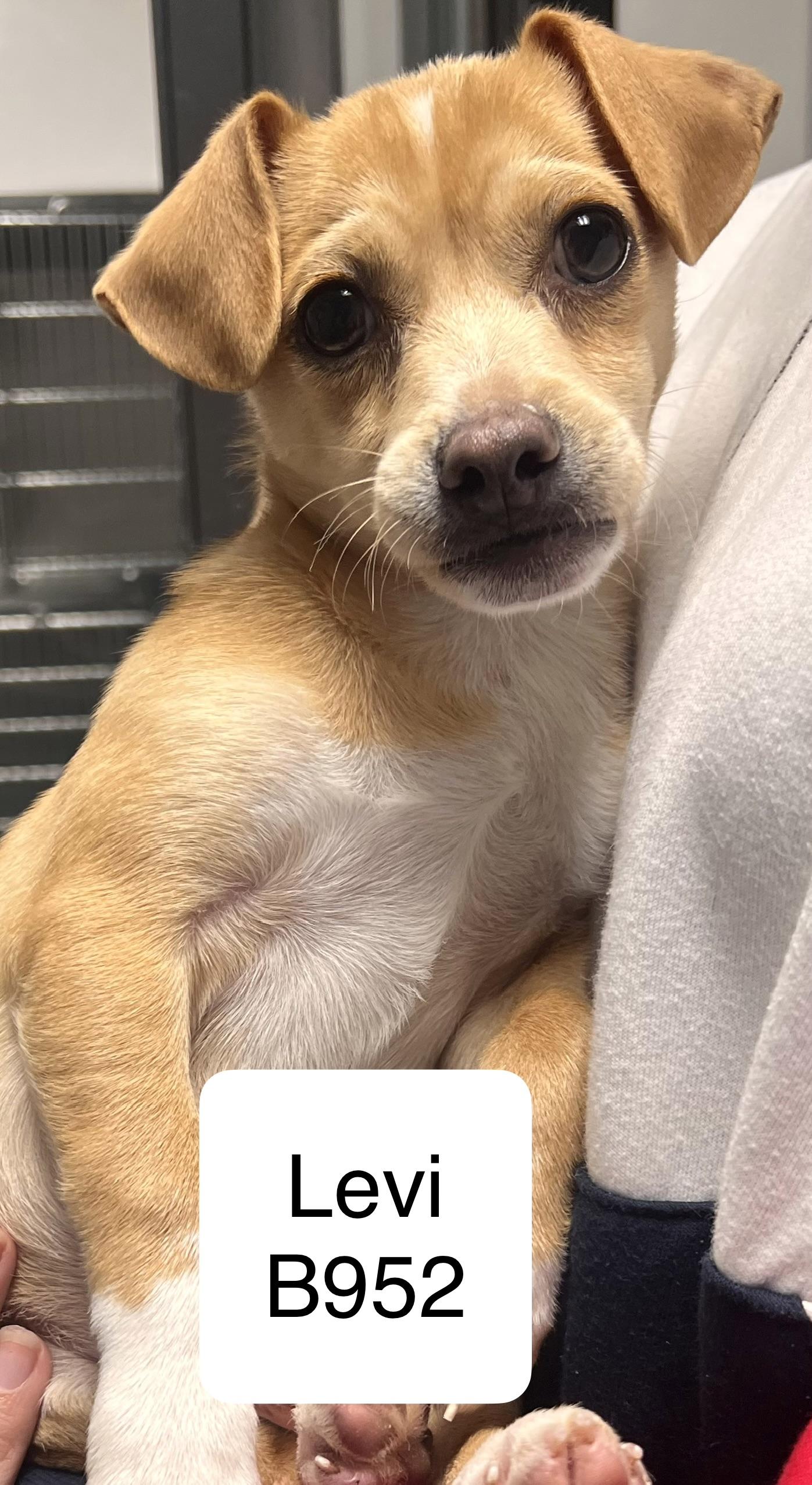 Levi, adopted, Puppy Male Chihuahua & Jack Russell Terrier.