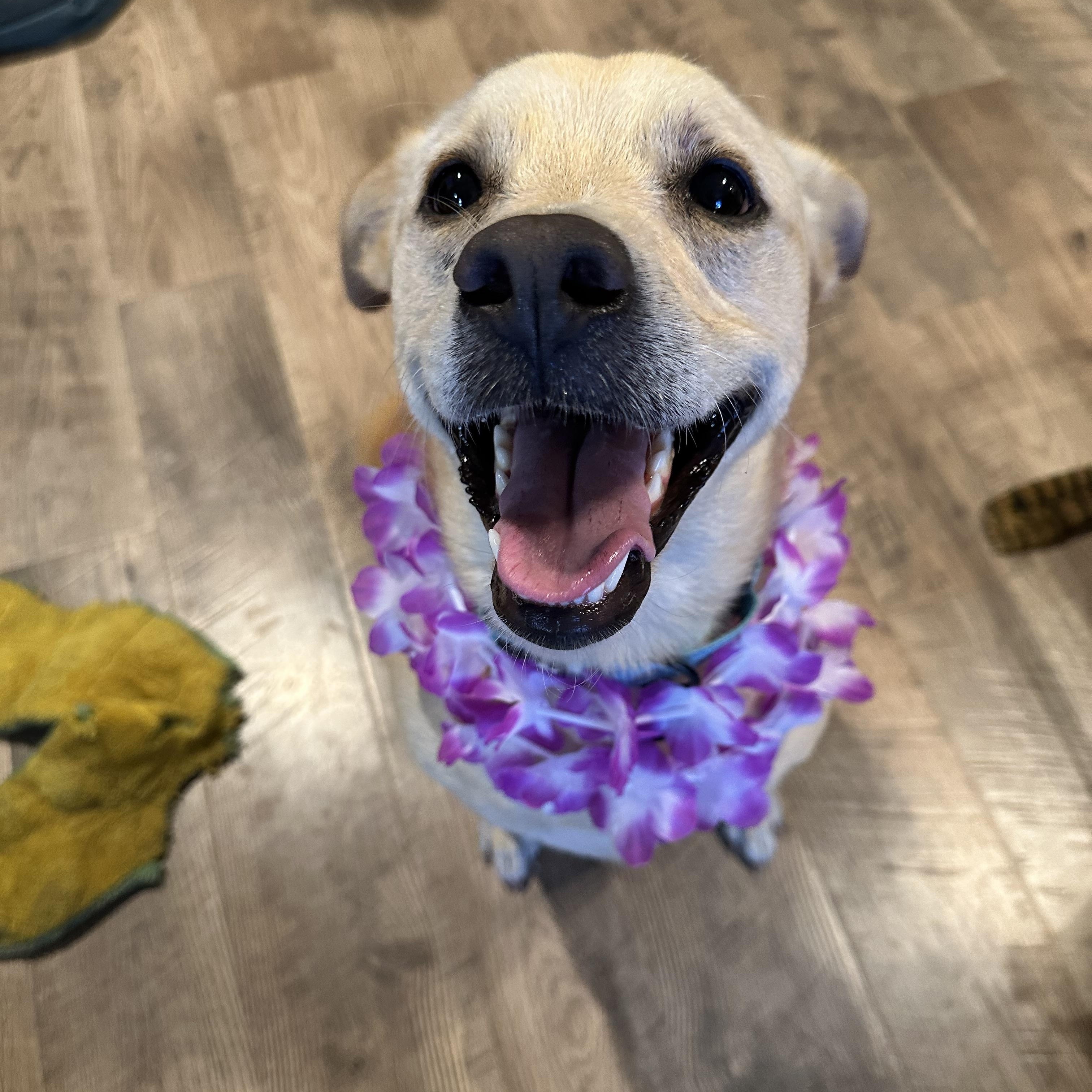Blondie, Adoptable, Adult Female Labrador Retriever.