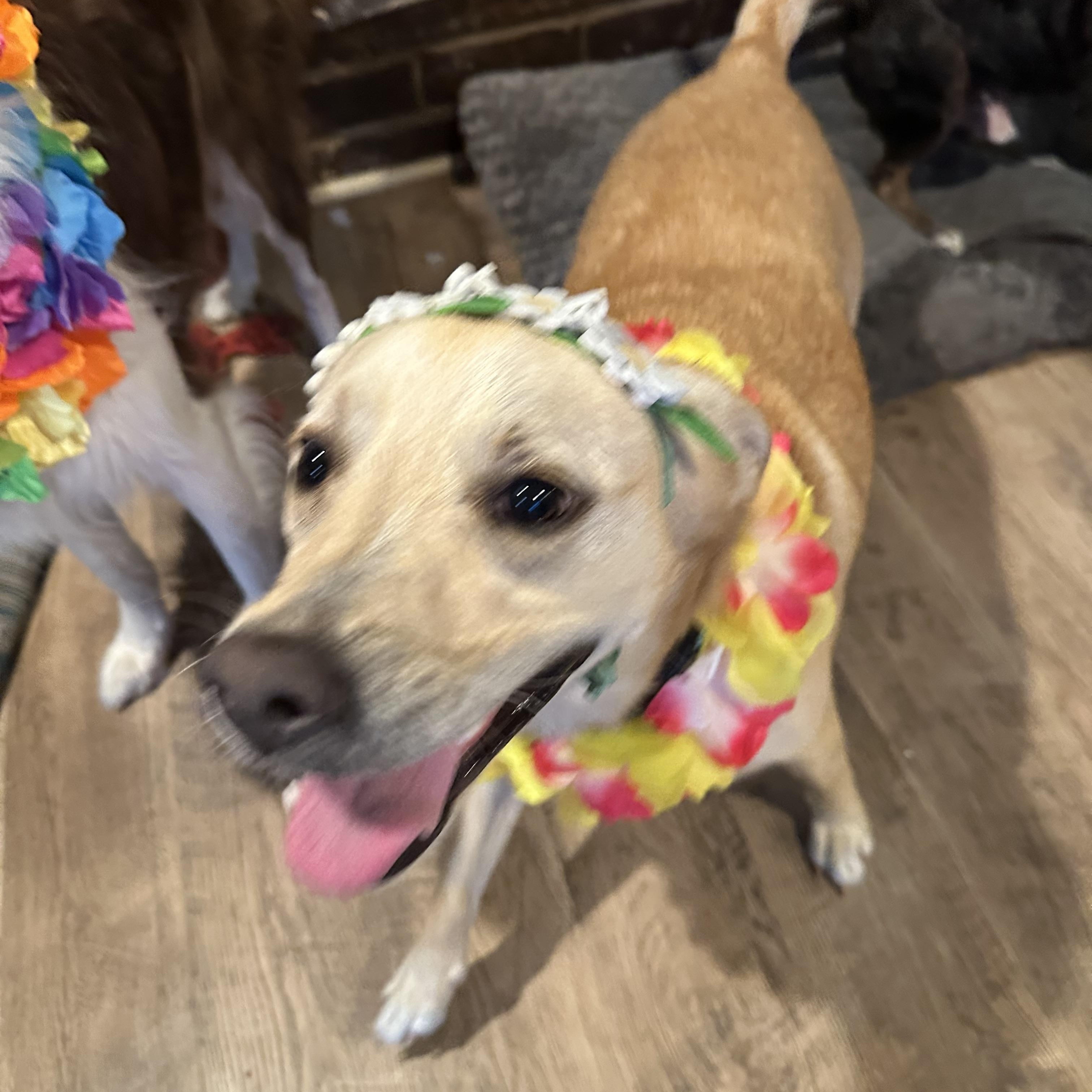 Blondie, a Adoptable mixed breed in Poughkeepsie, NY image 2/6