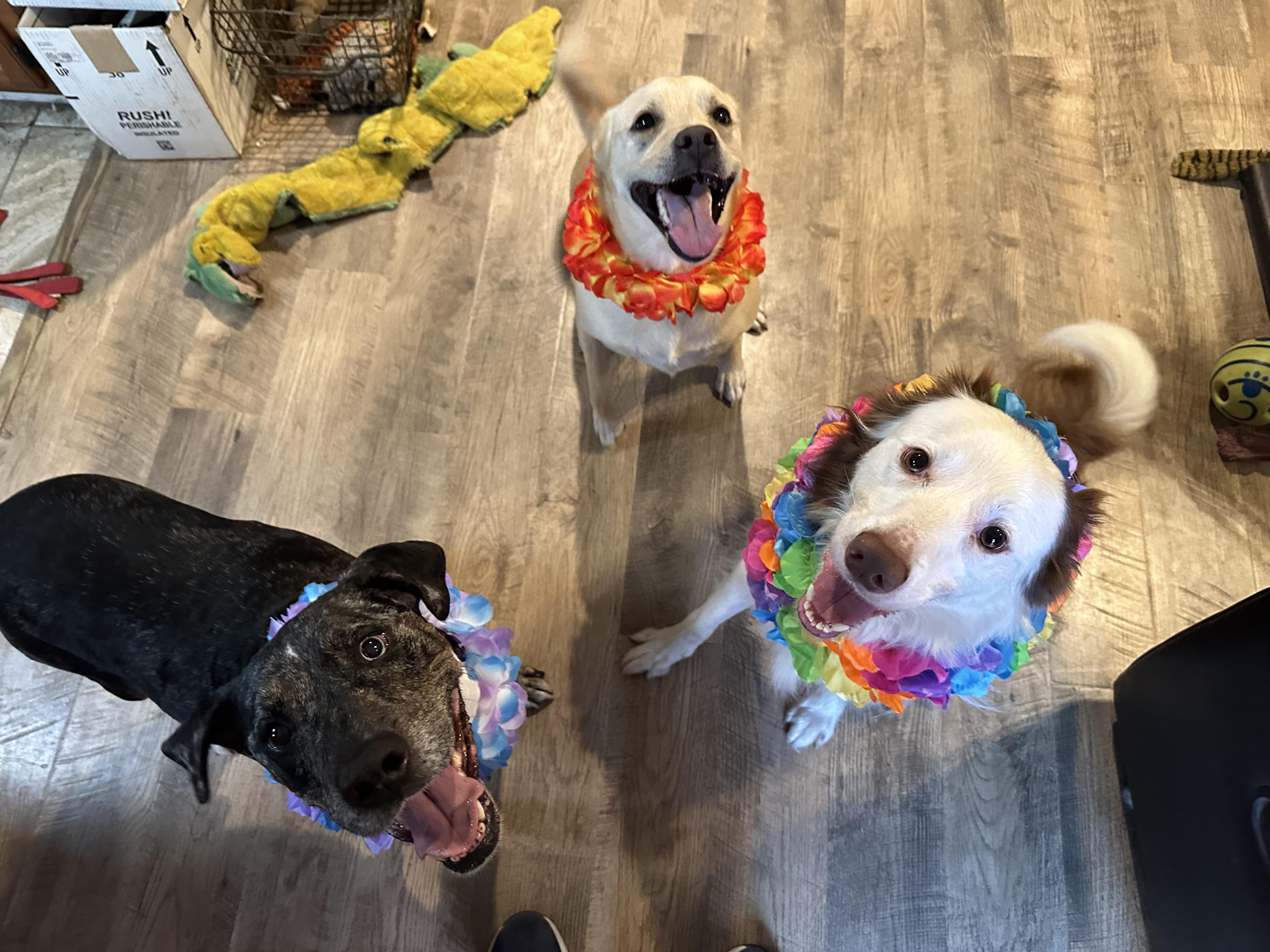 Blondie, a Adoptable mixed breed in Poughkeepsie, NY image 3/6