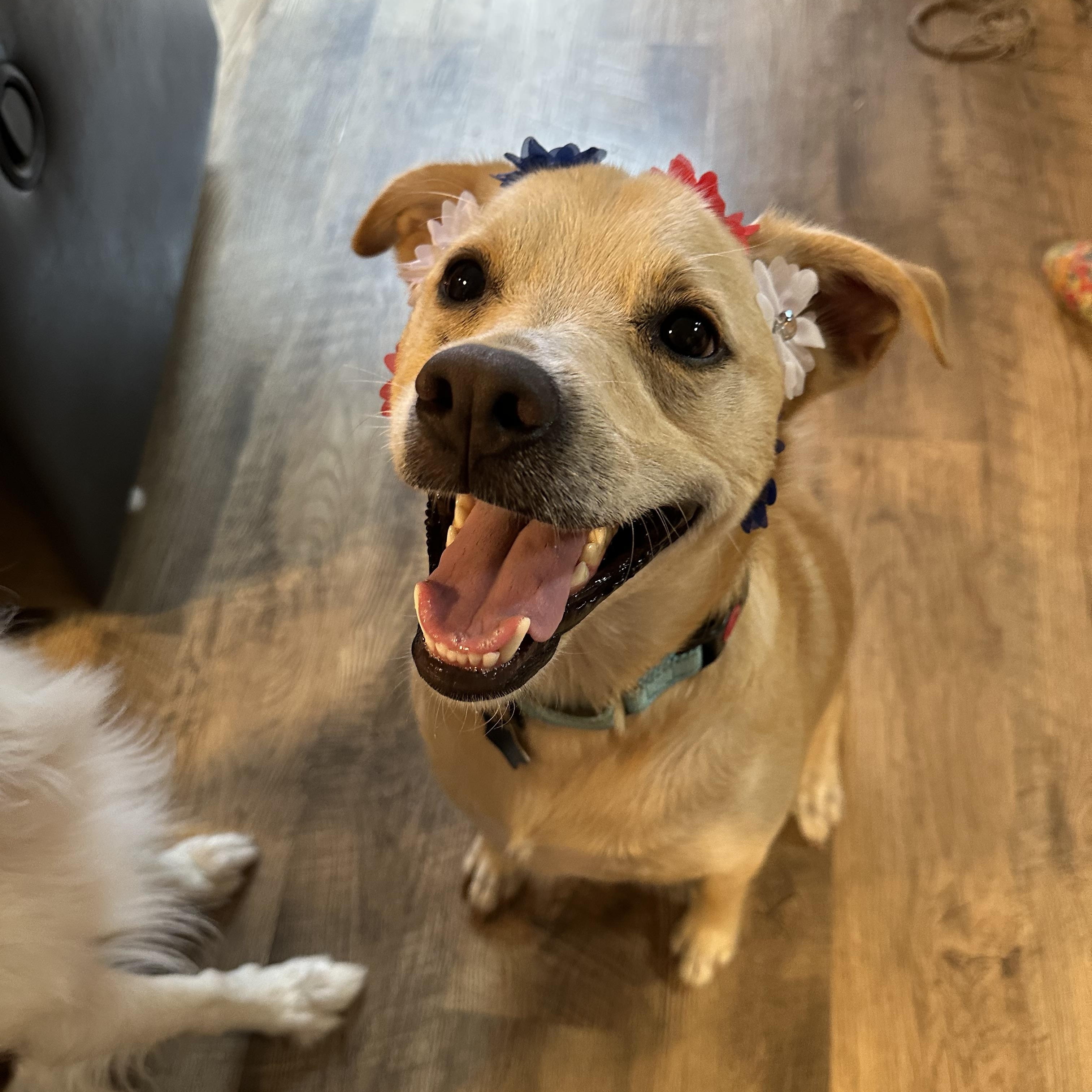 Blondie, a Adoptable mixed breed in Poughkeepsie, NY image 4/6