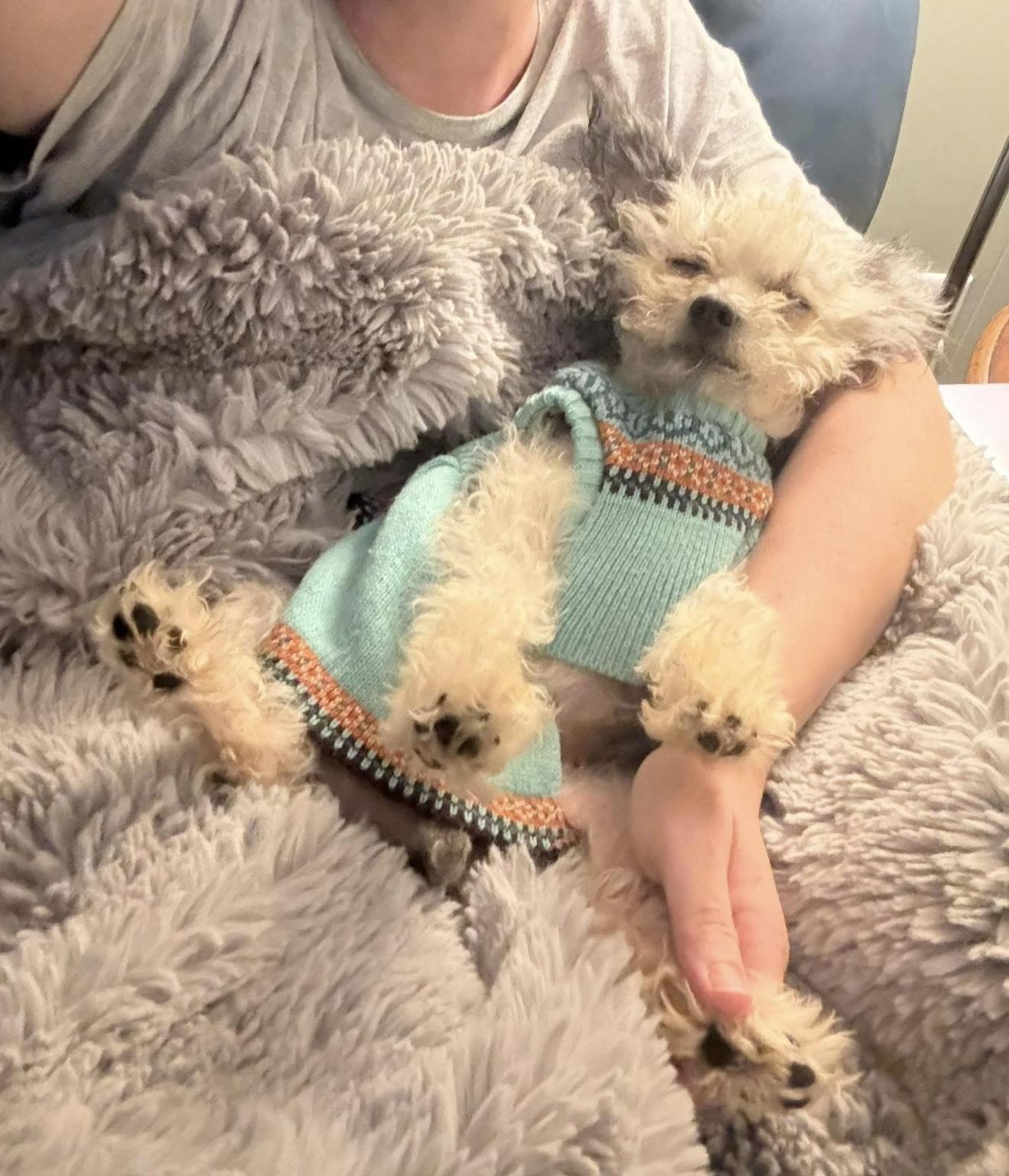 Enlarge Reba , an adoption pending mixed breed in Milldale, CT image 1/6