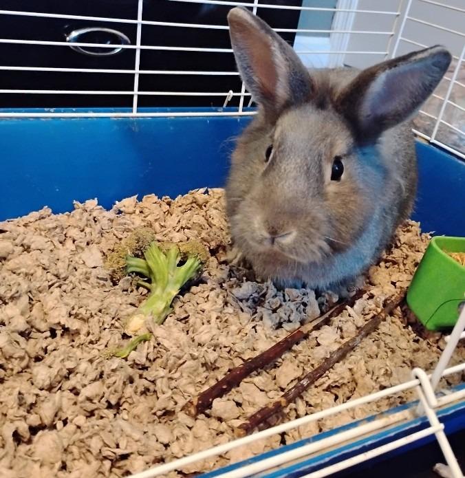 Enlarge Trix, a Adoptable American in Clarksville, TN image 1/1