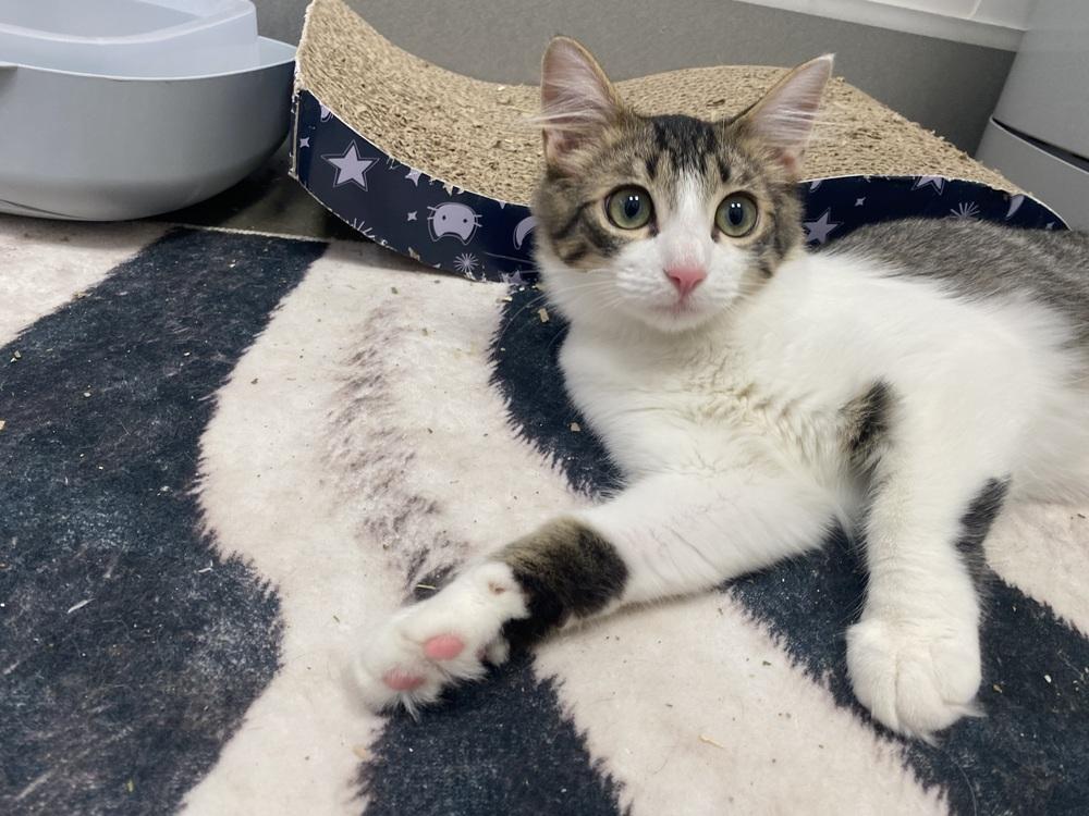 Dorito Loco Taco, Adoptable, Kitten Male Domestic Medium Hair.