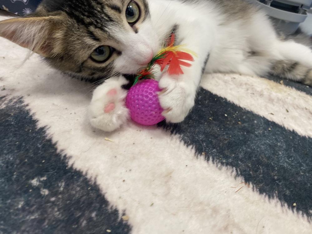 Enlarge Dorito Loco Taco, a Adoptable Domestic Medium Hair in Clarksville, TN image 2/5