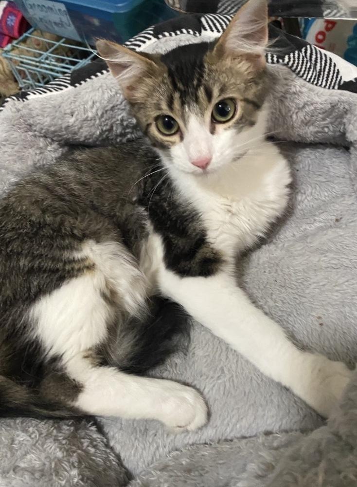 Dorito Loco Taco, a Adoptable Domestic Medium Hair in Clarksville, TN image 1/3