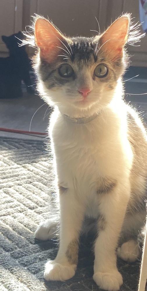 Dorito Loco Taco, a Adoptable Domestic Medium Hair in Clarksville, TN image 2/3