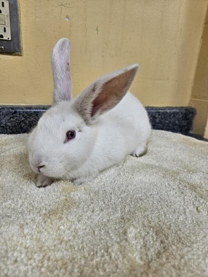 Hugo, Adoptable, Baby Male Bunny Rabbit & Bunny Rabbit.