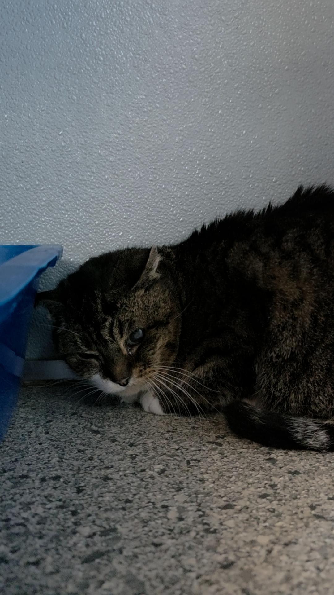 Tabatha — thumbnail 2