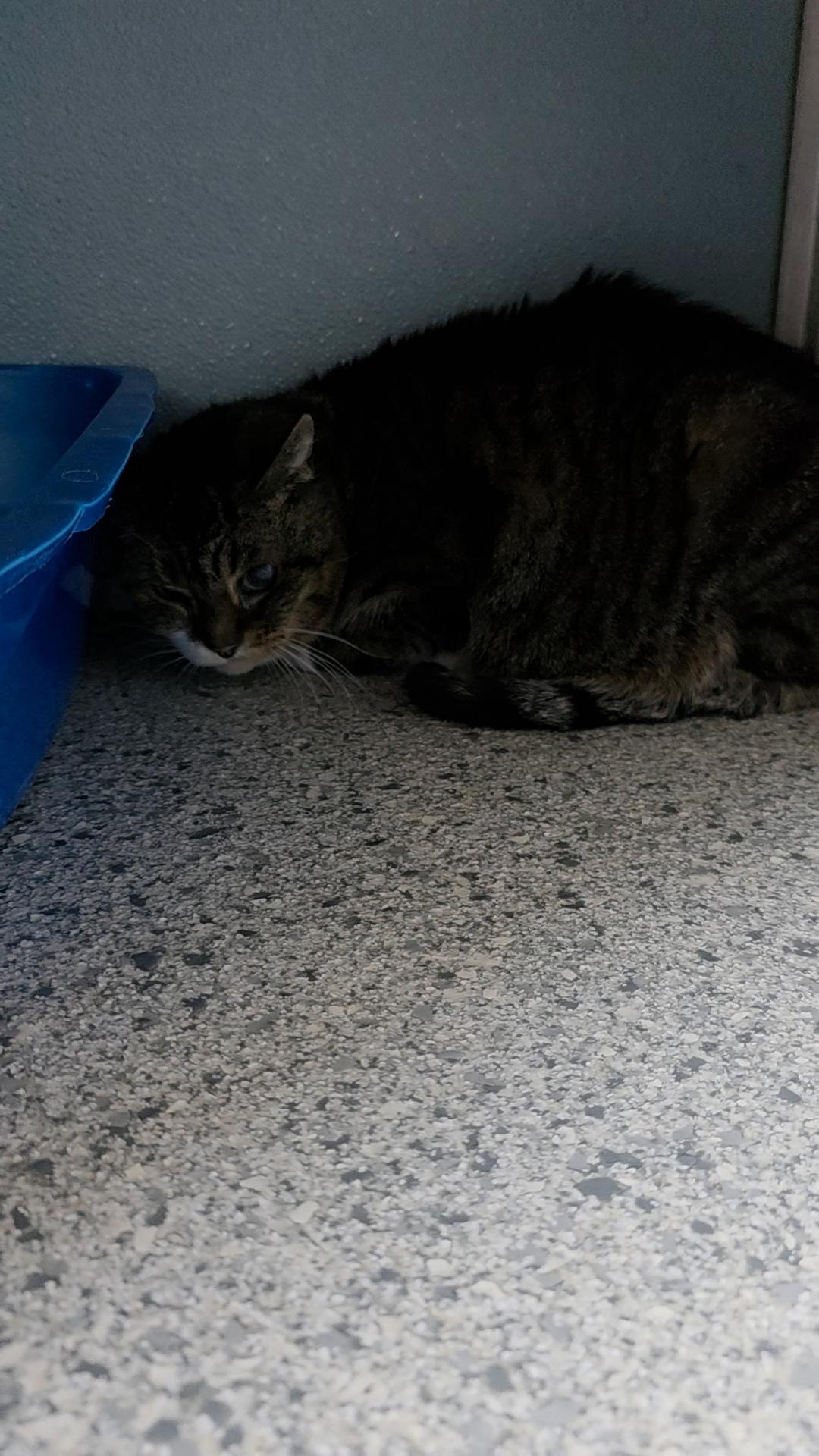 Tabatha — thumbnail 3