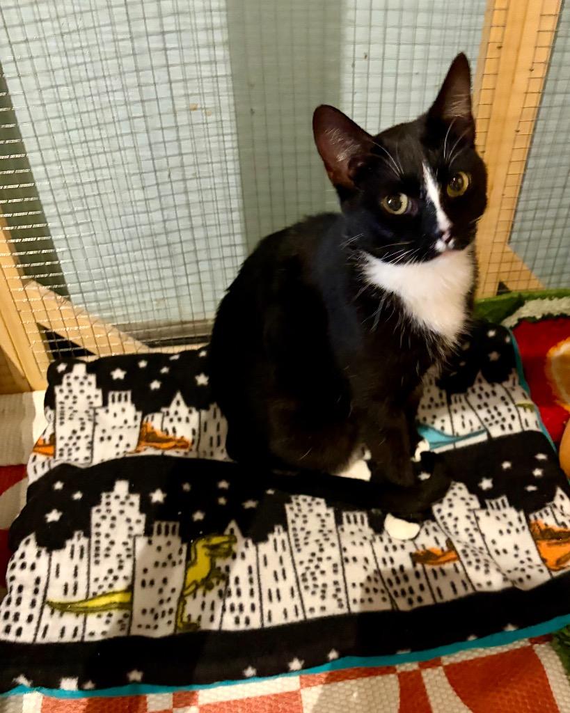 Teigen, Adoptable, Young Female Domestic Short Hair.