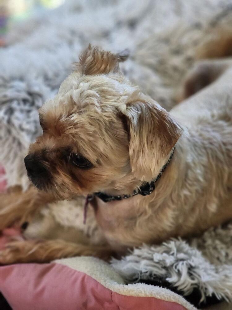 Noelle, Adoptable, Adult Female Shih Tzu.