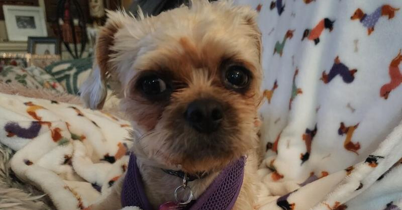 Enlarge Noelle, a Adoptable mixed breed in Richardson, TX image 3/5