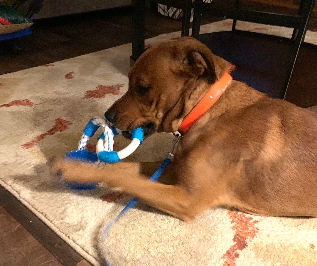 Petey (Peg - Fostered in TN) photo 2