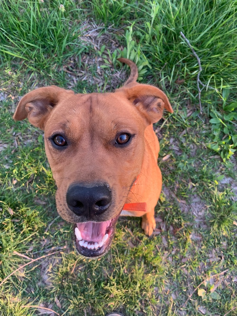 Petey (Peg - Fostered in TN)