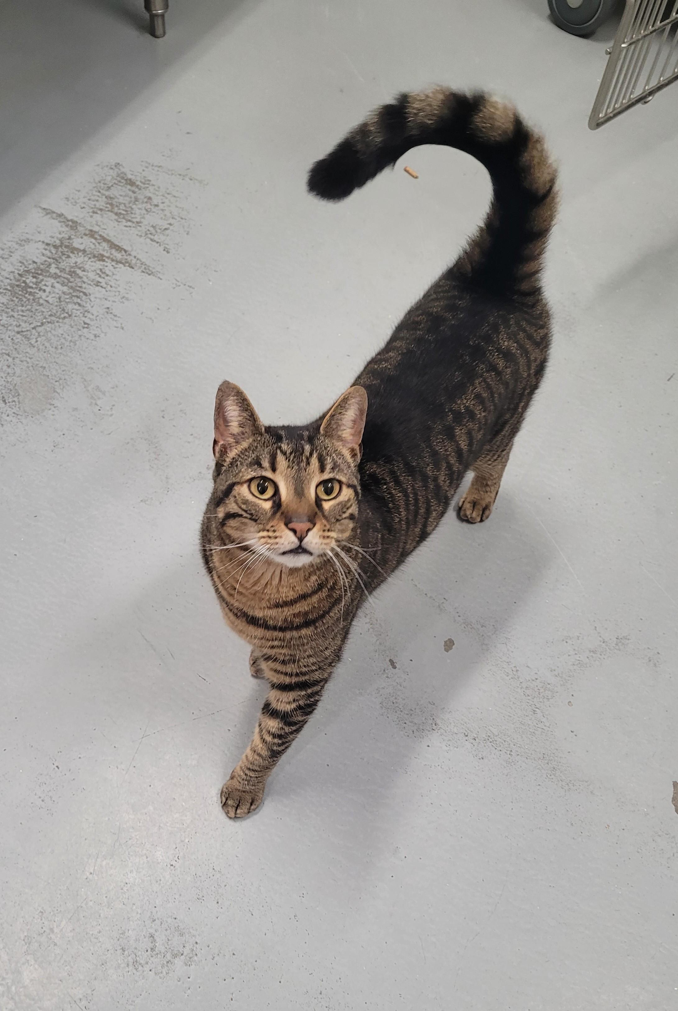 Enlarge Neko, an adopted Domestic Short Hair in North Attleboro, MA image 1/6