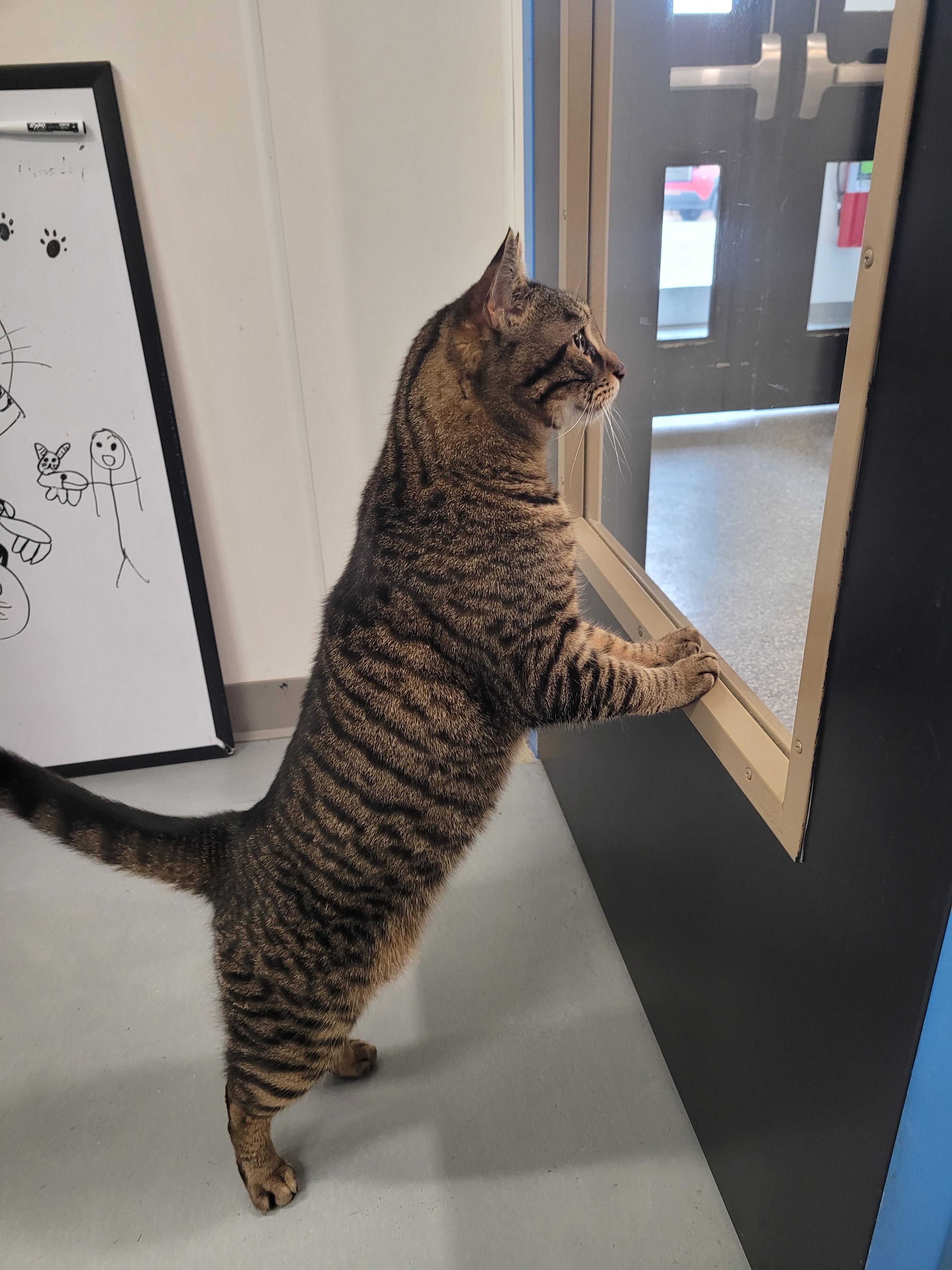 Enlarge Neko, an adopted Domestic Short Hair in North Attleboro, MA image 3/6