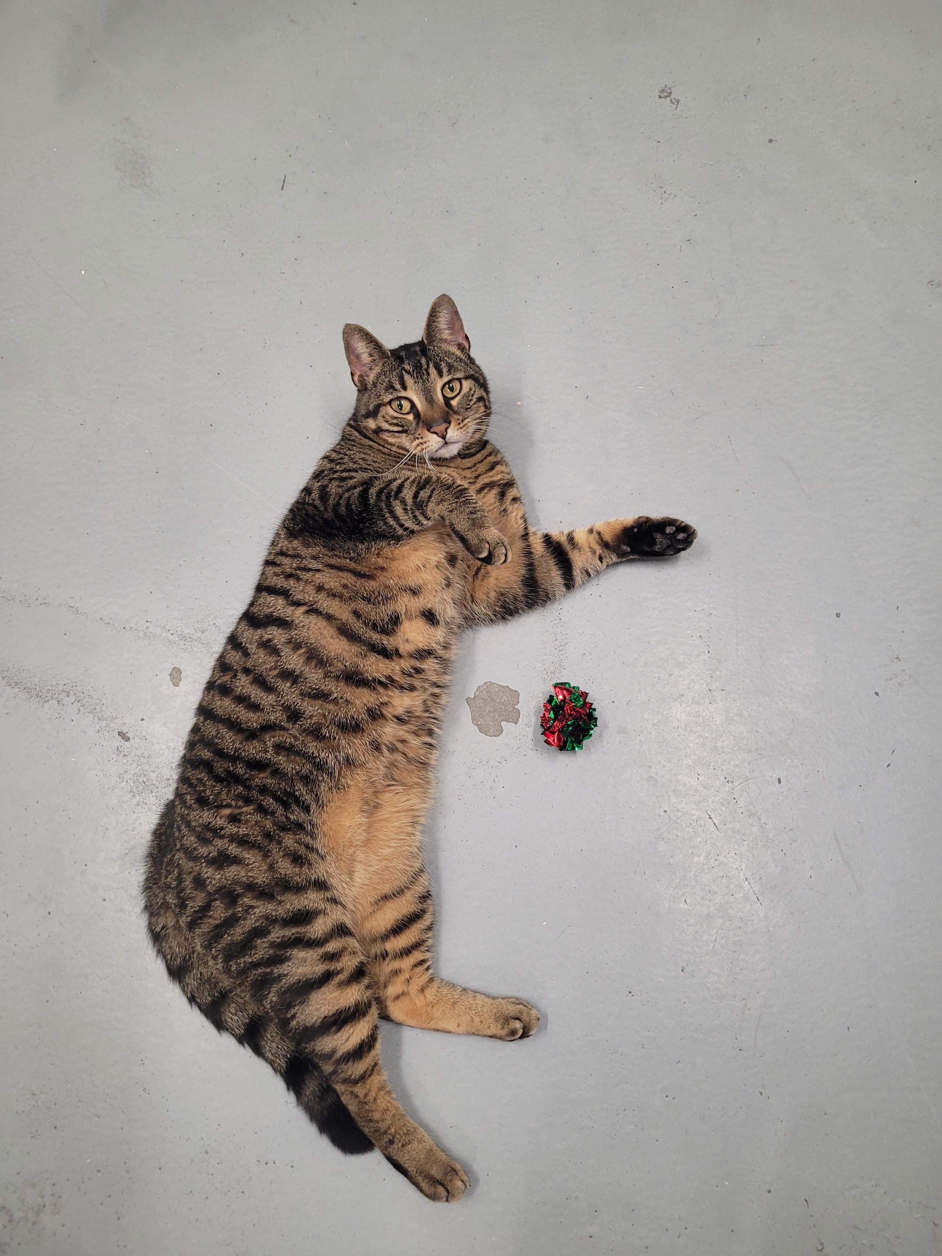 Enlarge Neko, an adopted Domestic Short Hair in North Attleboro, MA image 5/6