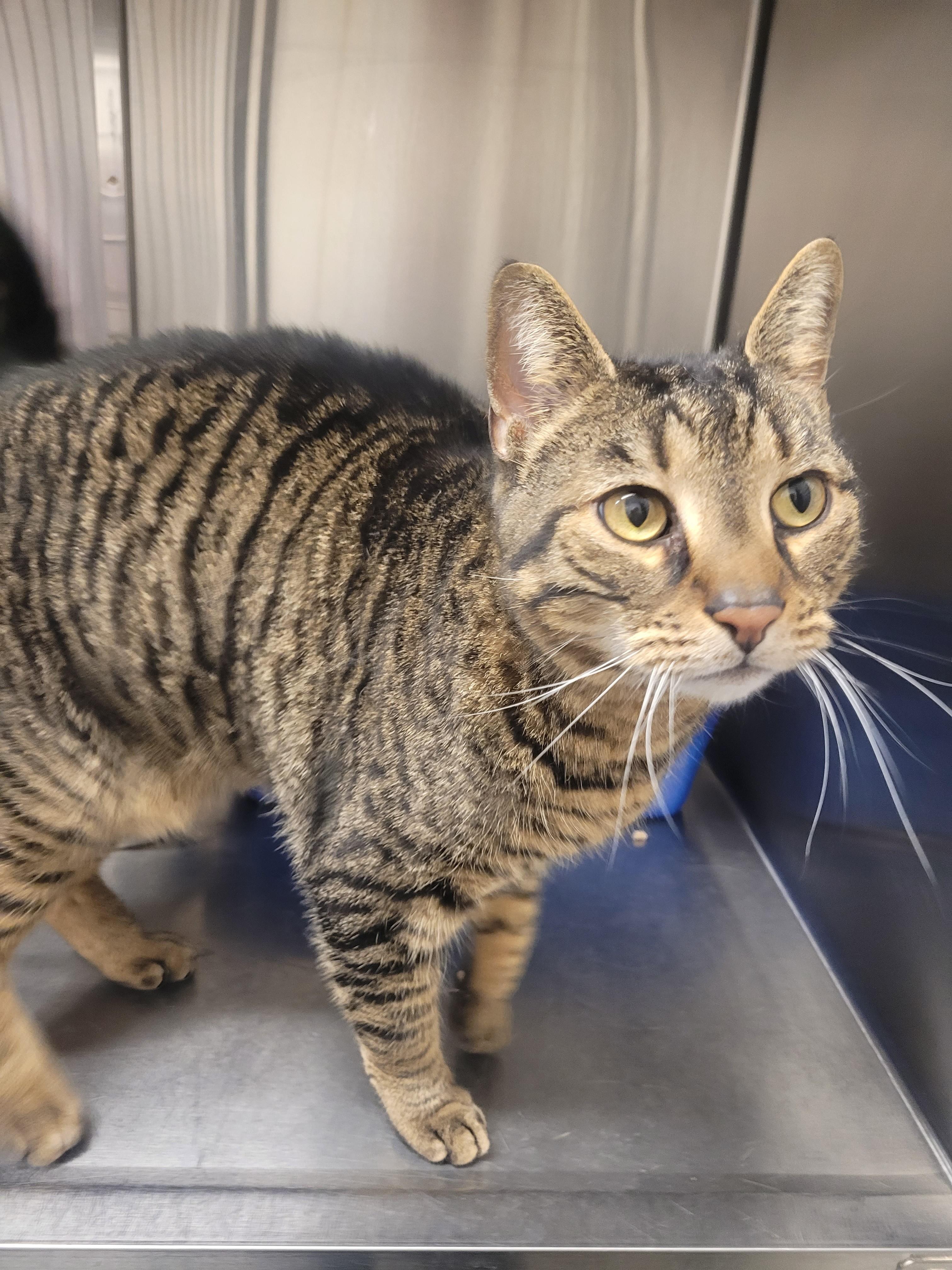 Enlarge Neko, an adopted Domestic Short Hair in North Attleboro, MA image 6/6