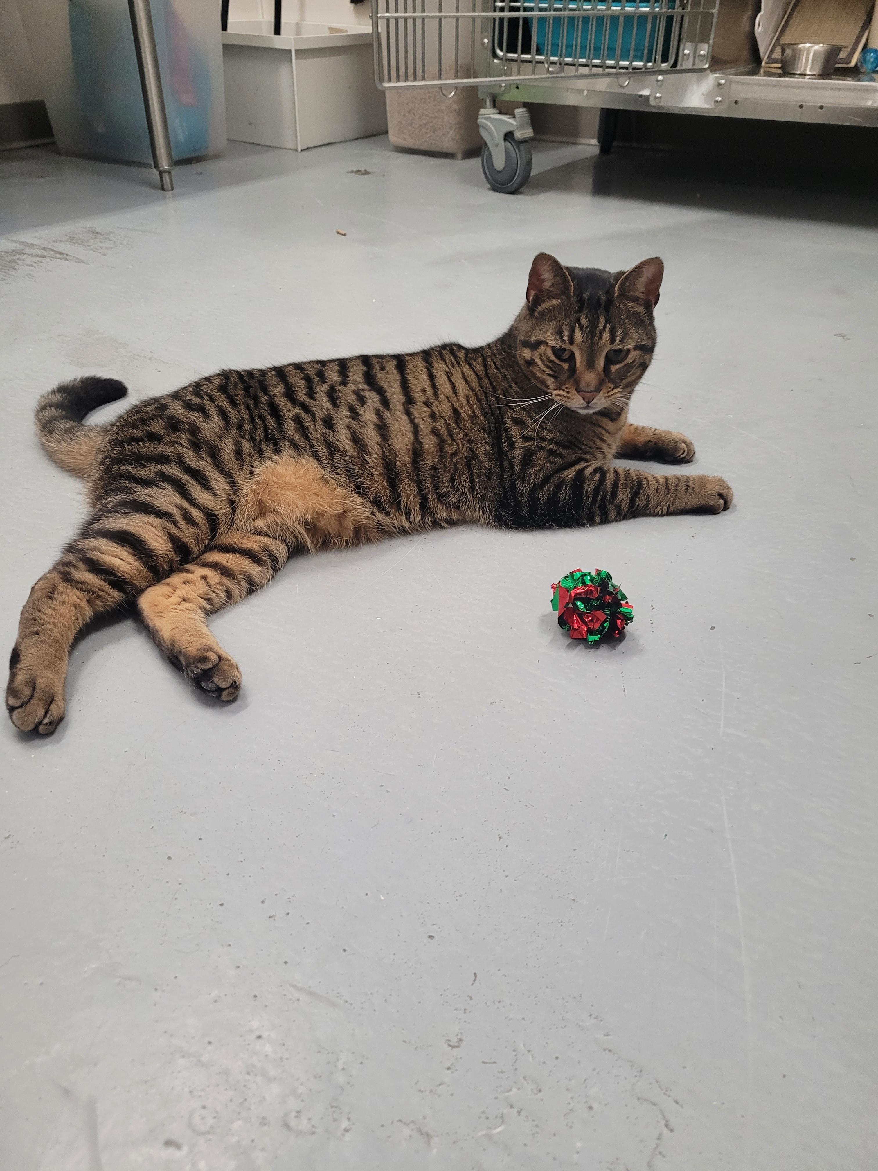 Enlarge Neko, an adopted Domestic Short Hair in North Attleboro, MA image 2/6