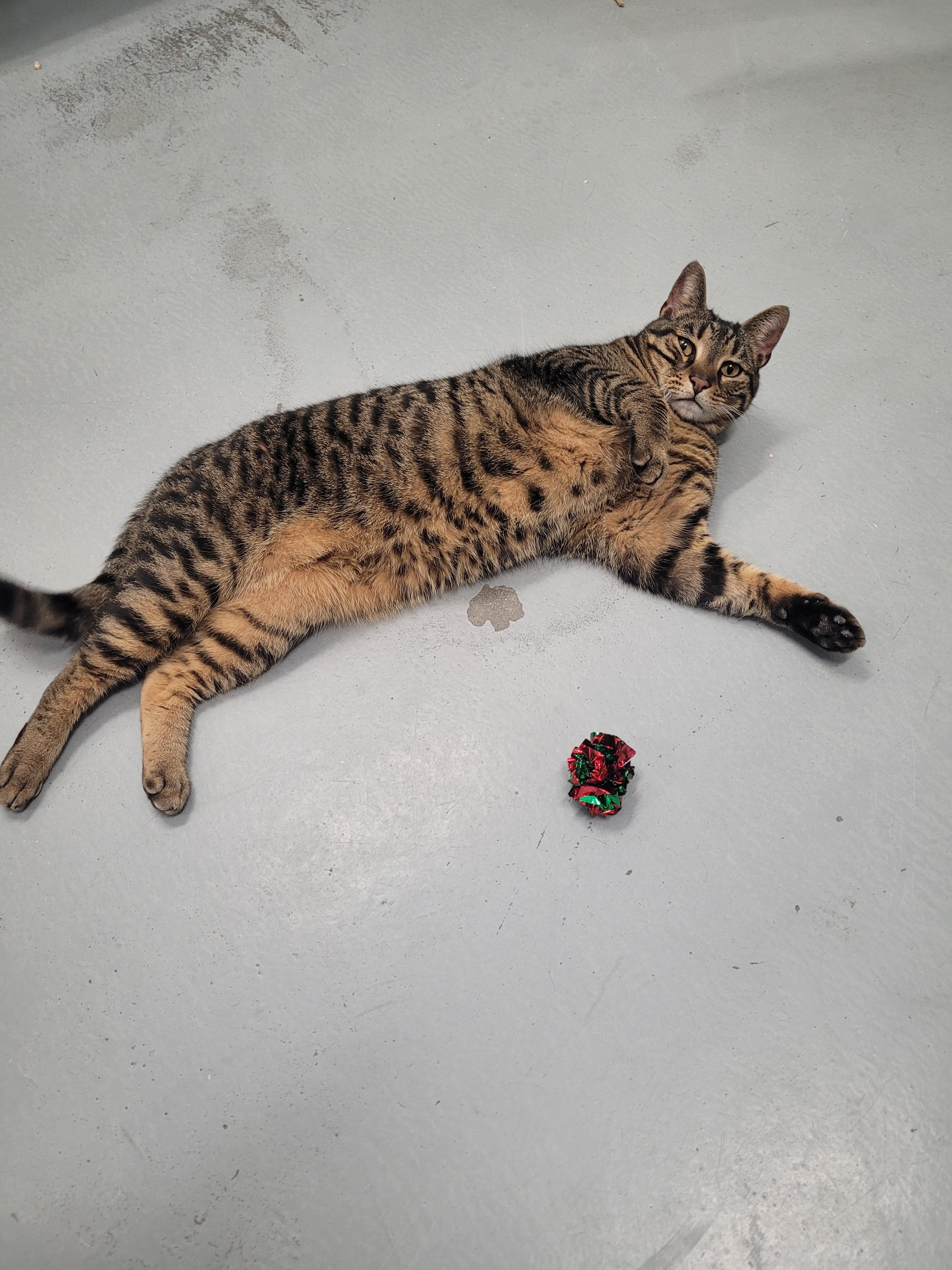 Enlarge Neko, an adopted Domestic Short Hair in North Attleboro, MA image 4/6