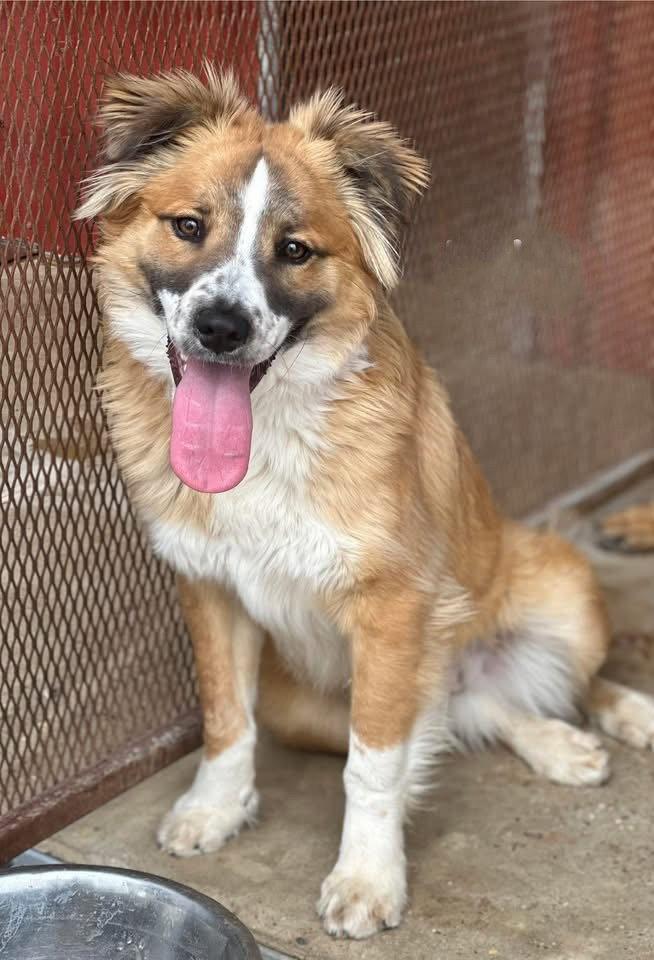 Enlarge **DYLAN**, a Adoptable Australian Shepherd in North Prairie, WI image 1/3