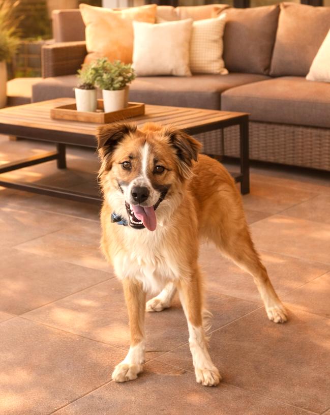 Enlarge **DYLAN**, a Adoptable Australian Shepherd in North Prairie, WI image 3/3