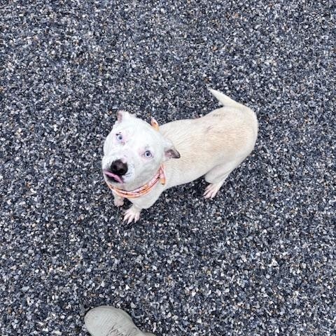 Ice, ADOPTABLE, Adult Female Australian Shepherd.