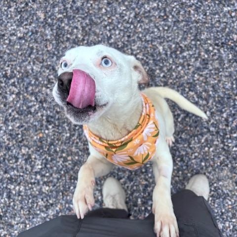 Enlarge Ice, a ADOPTABLE mixed breed in Marion, NC image 2/4