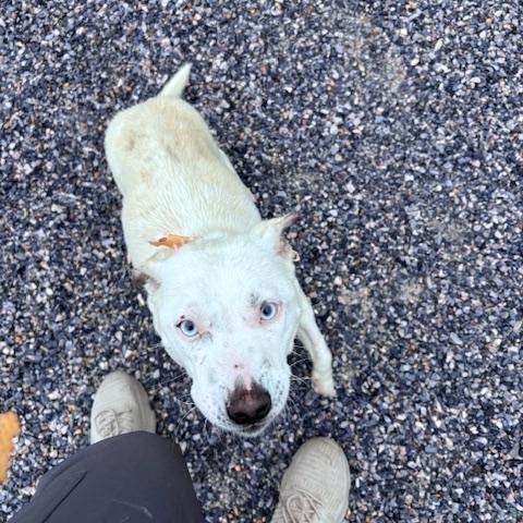 Enlarge Ice, a ADOPTABLE mixed breed in Marion, NC image 3/4