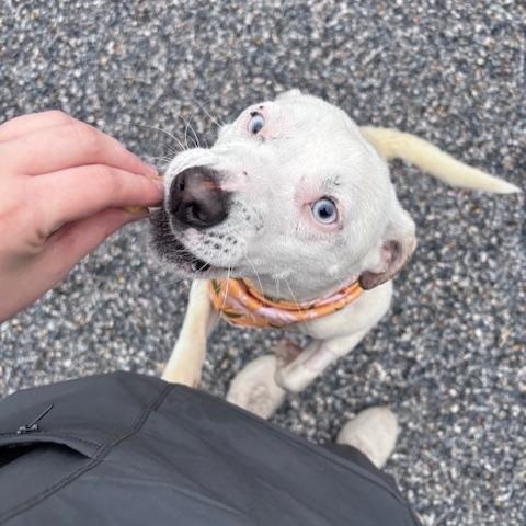 Enlarge Ice, a ADOPTABLE mixed breed in Marion, NC image 4/4