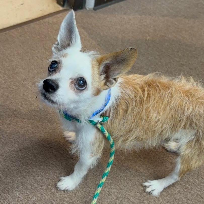 John, Adoptable, Senior Male Terrier.