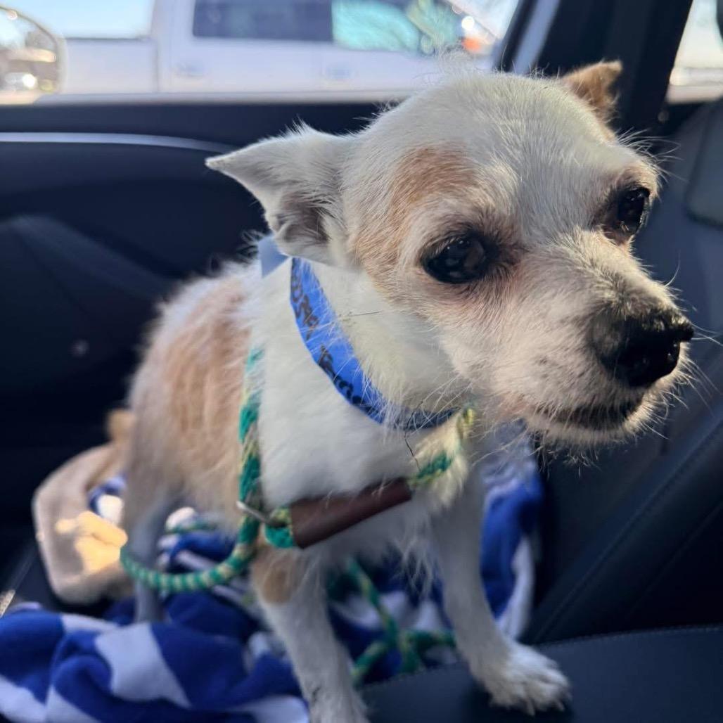 Enlarge John, a Adoptable Terrier in Austell, GA image 2/4