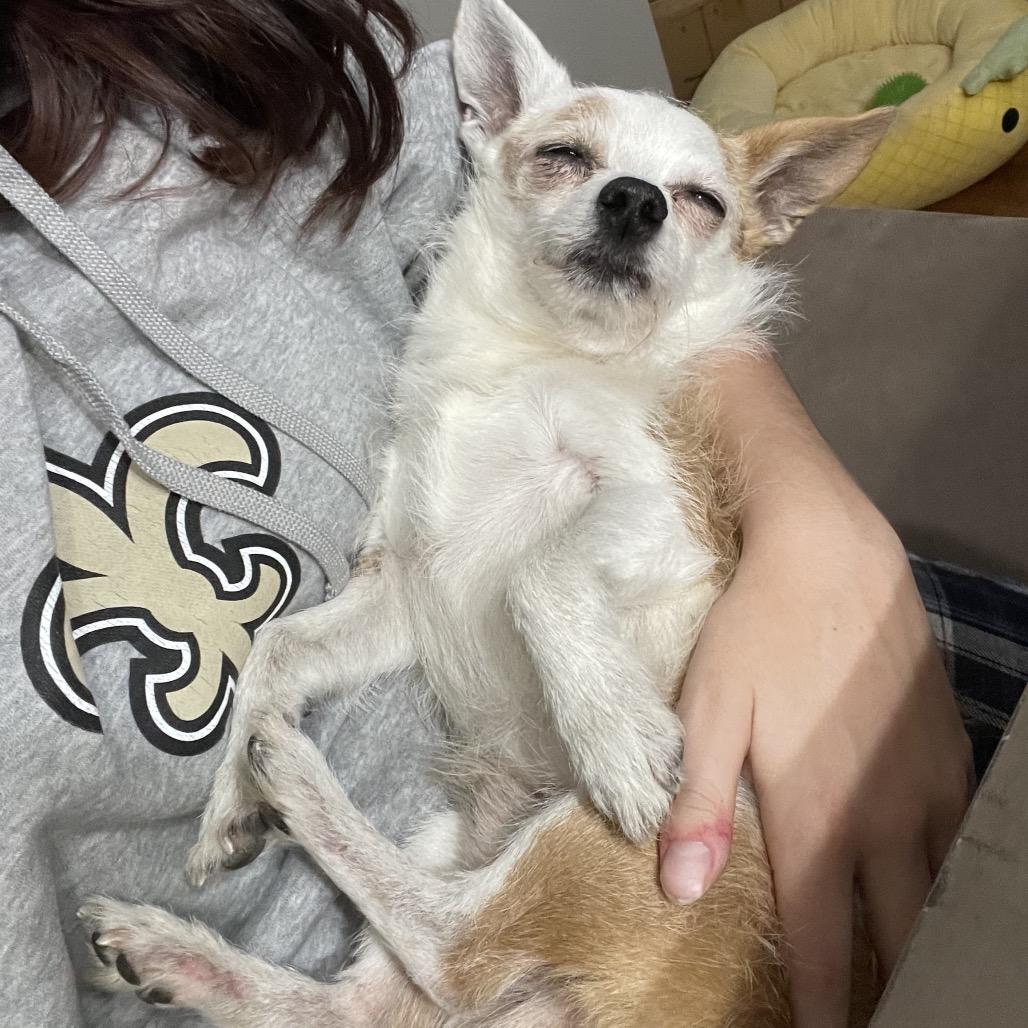 Enlarge John, a Adoptable Terrier in Austell, GA image 3/6